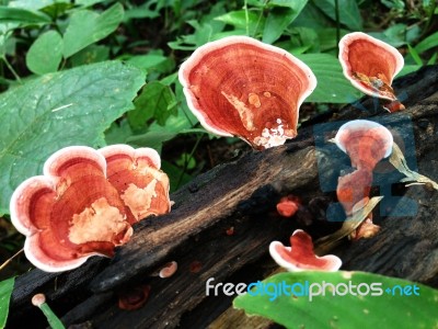 Mushroom On Black Log Stock Photo Mushroom On Black Log Stock Photo