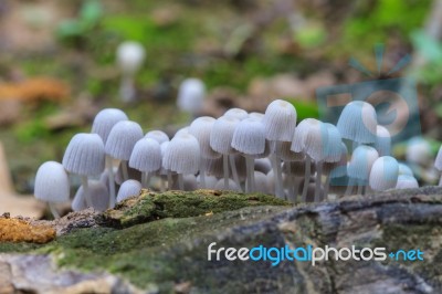 Mushrooms Growing On A Live Tree In The Forest Stock Photo