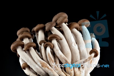 Mushrooms On A Black Background Stock Photo