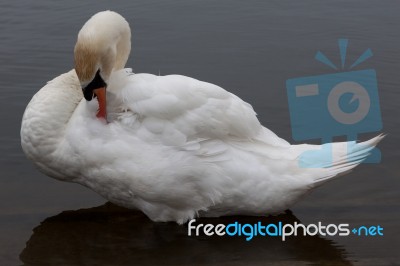 Mute Swan (cygnus Olor) Stock Photo