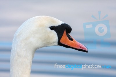 Mute Swan (cygnus Olor) Stock Photo