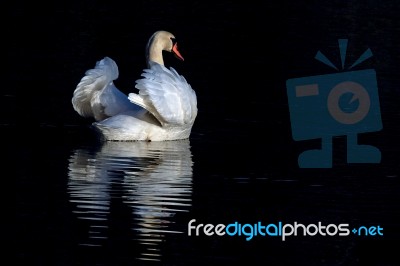 Mute Swan Enjoying The Evening Sun Stock Photo
