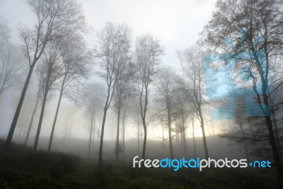 Mysterious Forest Stock Photo