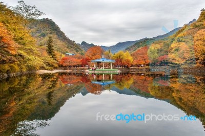 Naejangsan,korea - November 1: Tourists Taking Photos Of The Beautiful Scenery Around Naejangsan Park,south Korea During Autumn Season On November 1, 2015 Stock Photo