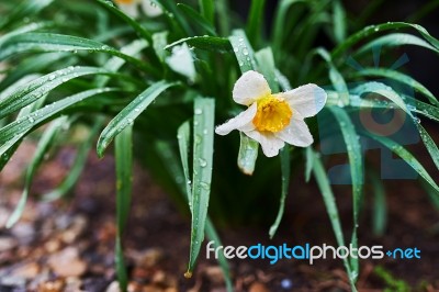 Narcis Flower Stock Photo