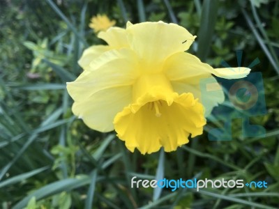 Narcissus In The Garden Stock Photo
