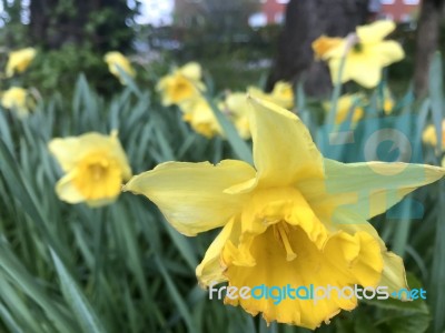 Narcissus In The Garden Stock Photo