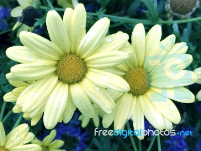 Natue And Flowers In Park Stock Photo