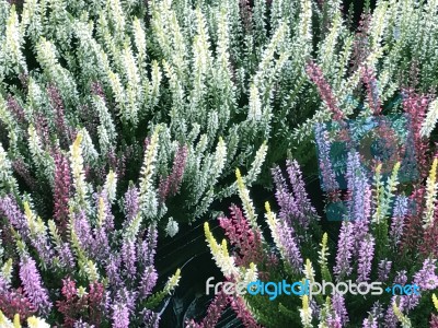 Natue And Flowers In Park Stock Photo
