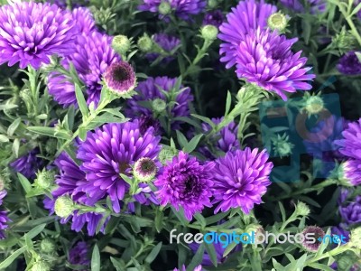 Natue And Flowers In Park Stock Photo