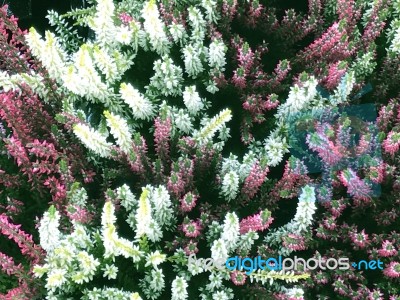 Natue And Flowers In Park Stock Photo