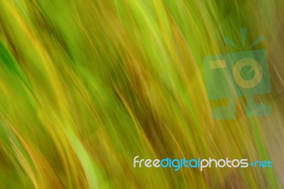 Natural Green Background Stock Photo