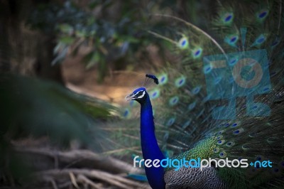 Natural Shot Of Indian Peacock With Beautiful Tail Plumage Stock Photo