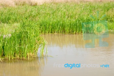 Natural Small Pond Stock Photo