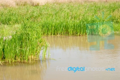 Natural Small Pond Stock Photo