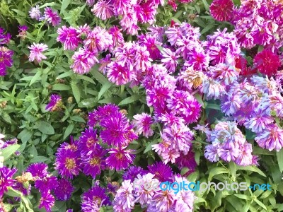 Nature And Flowers Stock Photo