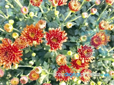 Nature And Flowers Stock Photo Nature And Flowers Stock Photo