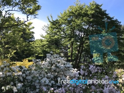 Nature And Flowers In The Park Stock Photo