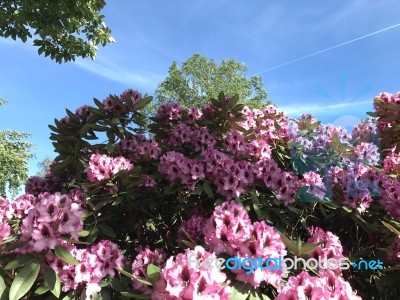 Nature And Flowers In The Park Stock Photo