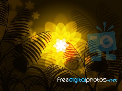 Nature Floral Shows Light Burst And Blazing Stock Image