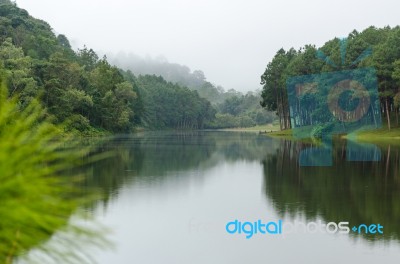 Nature Landscape At Dawn Of Lakes And Pine Forests Stock Photo