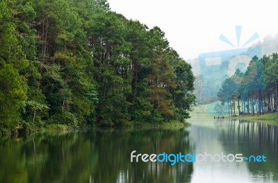 Nature Landscape At Morning Of Lakes And Pine Forests Stock Photo