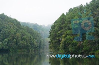 Nature Landscape At Morning Of Lakes And Pine Forests Stock Photo