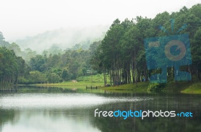 Nature Landscape At Morning Of Lakes And Pine Forests Stock Photo