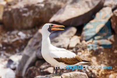 Nazca Booby In Galapagos Stock Photo