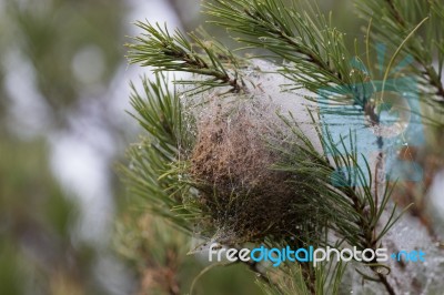 Nest Of A Pine Processionary Moth (thaumetopoea Pityocampa) Stock Photo