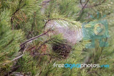 Nest Of A Pine Processionary Moth (thaumetopoea Pityocampa) Stock Photo
