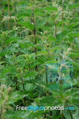 Nettles Stock Photo