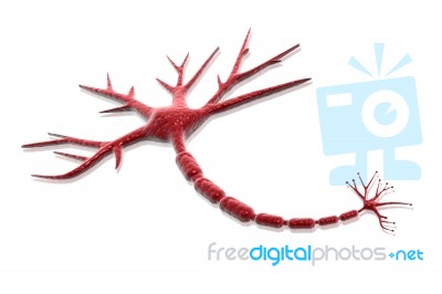 Neuron On White Background Stock Image