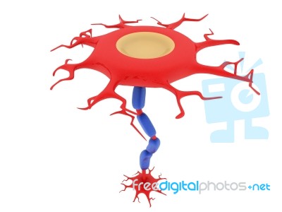 Neurons And Nervous System Stock Image