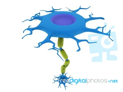 Neurons And Nervous System Stock Image