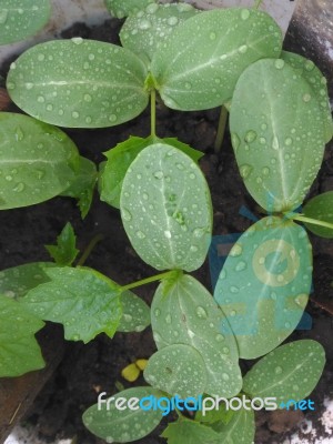 New Born Plant Leaves Stock Photo