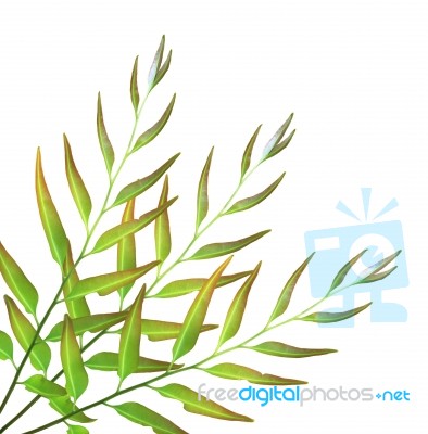 New Green Cycad Leaf Isolated On White Background Stock Photo