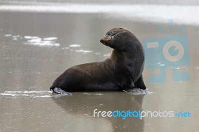 New Zealand Fur Seal (arctocephalus Forsteri) Stock Photo