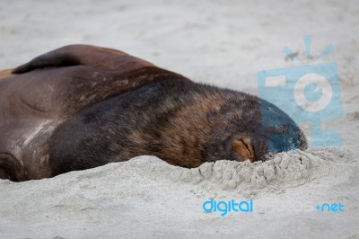 New Zealand Sea Lion (phocarctos Hookeri) Stock Photo