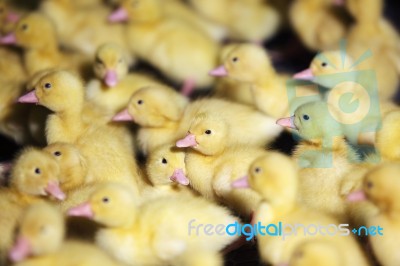 Newborn Baby Ducklings As Background Stock Photo