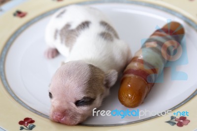 Newborn Chihuahua Puppy Stock Photo