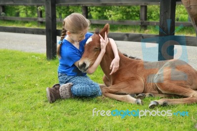 Newborn Foal Sleeping Stock Photo