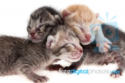 Newborn Kittens Stock Photo