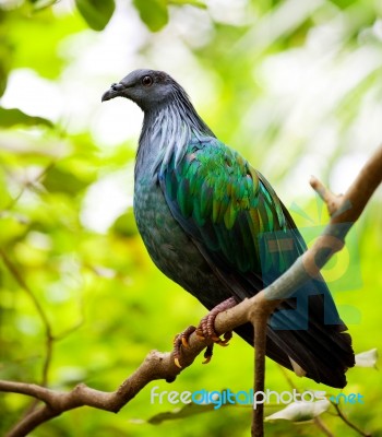 Nicobar Pigeon Stock Photo