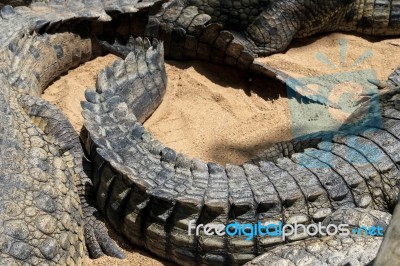 Nile Crocodile (crocodylus Niloticus) At The Bioparc Fuengirola Stock Photo