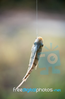 Nile Tilapia Fish Hanging On Hook Stock Photo
