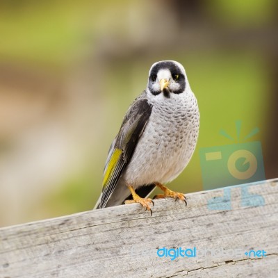 Noisy Miner Bird By Itself Stock Photo