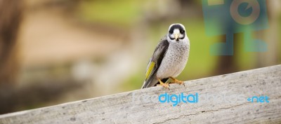 Noisy Miner Bird By Itself Stock Photo