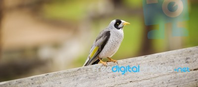 Noisy Miner Bird By Itself Stock Photo