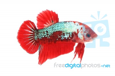 Normal Betta Fighting Fancy Fish On White Background Stock Photo